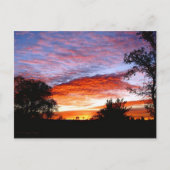 Carte Postale Sweet Dreams Kodi (Devant)