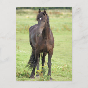 Carte postale Sweet Friesian Horse