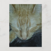 Carte Postale Sweet Ginger Kitty Asleep (Devant)