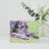 Carte postale Sweet Great Dane (Debout devant)