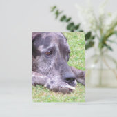 Carte postale Sweet Great Dane (Debout devant)