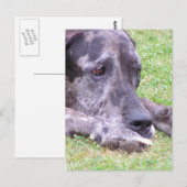 Carte postale Sweet Great Dane (Devant / Derrière)