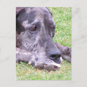 Carte postale Sweet Great Dane
