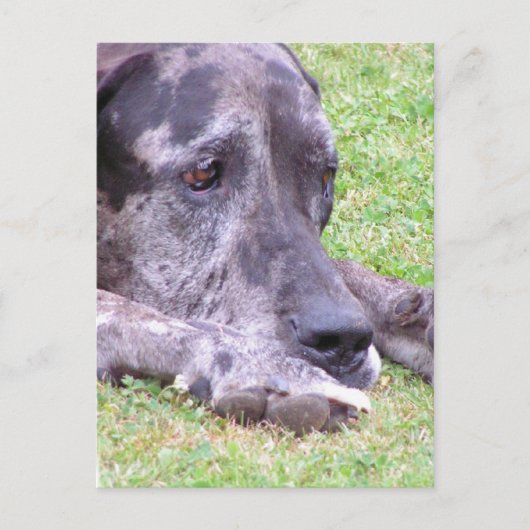 Carte postale Sweet Great Dane (Devant)