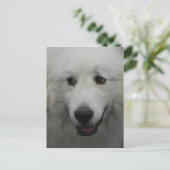 Carte postale Sweet Great Pyrenees (Debout devant)