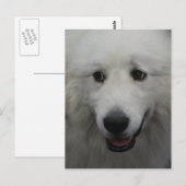 Carte postale Sweet Great Pyrenees (Devant / Derrière)