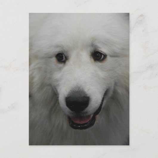 Carte postale Sweet Great Pyrenees (Devant)