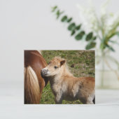 Carte Postale Sweet Haflinger Foal (Debout devant)