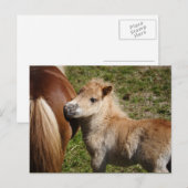 Carte Postale Sweet Haflinger Foal (Devant / Derrière)