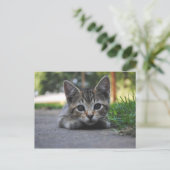 Carte postale Sweet Kitten (Debout devant)