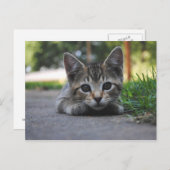 Carte postale Sweet Kitten (Devant / Derrière)