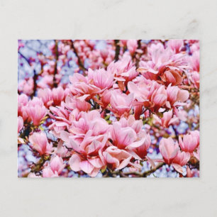 Carte Postale Sweet Magnolia - Le printemps est ici