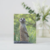Carte Postale Sweet Meerkat (Debout devant)