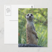 Carte Postale Sweet Meerkat (Devant / Derrière)
