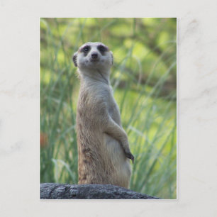 Carte Postale Sweet Meerkat