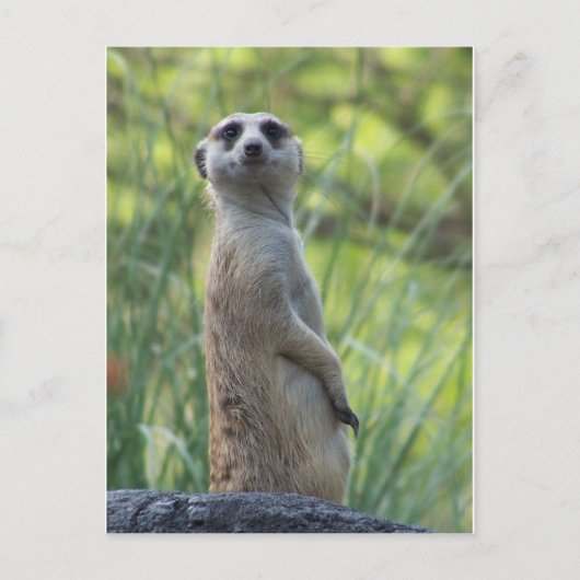 Carte Postale Sweet Meerkat (Devant)