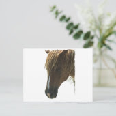 Carte postale Sweet Mustang Horse (Debout devant)