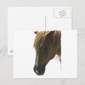 Carte postale Sweet Mustang Horse (Devant / Derrière)