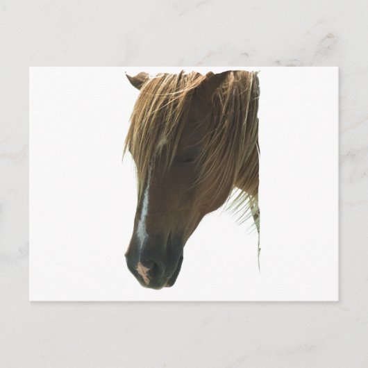 Carte postale Sweet Mustang Horse (Devant)