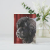 Carte Postale Sweet Newfoundland Dog Face (Debout devant)
