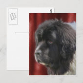 Carte Postale Sweet Newfoundland Dog Face (Devant / Derrière)