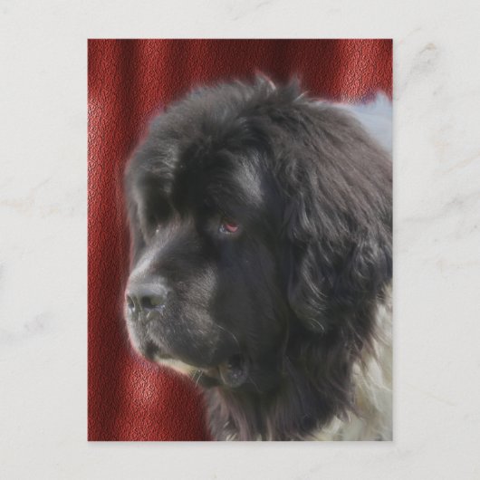 Carte Postale Sweet Newfoundland Dog Face (Devant)