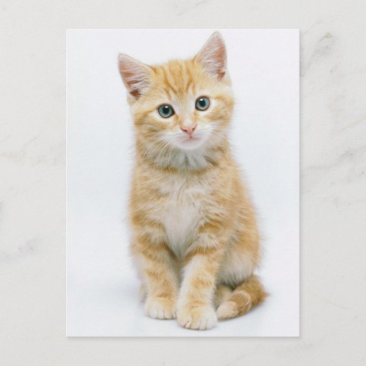 Carte Postale Sweet Orange Tabby (Devant)