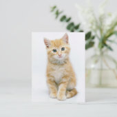 Carte Postale Sweet Orange Tabby (Debout devant)