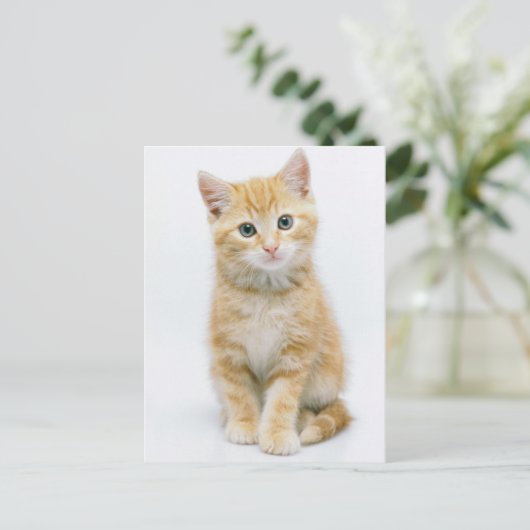 Carte Postale Sweet Orange Tabby (Debout devant)