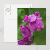 Carte Postale Sweet Pea Pretty Pink Wildflower Postcard (Devant / Derrière)