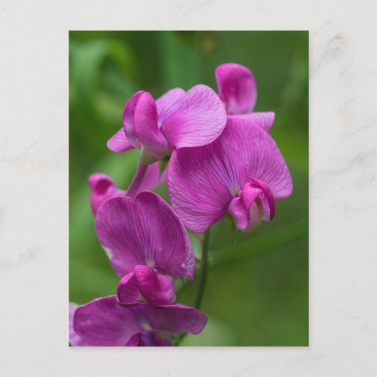 Carte Postale Sweet Pea Pretty Pink Wildflower Postcard (Devant)