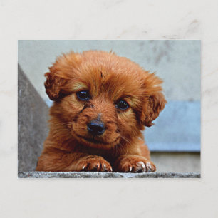 Carte Postale Sweet Pup