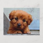 Carte Postale Sweet Pup (Devant)