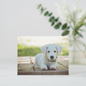 Carte Postale Sweet Puppy avec votre texte (Debout devant)