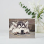 Carte Postale Sweet Sibérie Husky Puppy Sleeping (Debout devant)