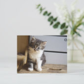 Carte Postale Sweet Tomcat Kitten (Debout devant)