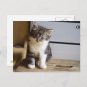 Carte Postale Sweet Tomcat Kitten (Devant / Derrière)