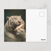 Carte Postale Sweet White Tiger Postcard – Whimsical Art (Dos)