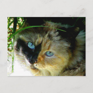 Carte Postale Sweetie Pie