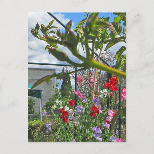 Carte postale Sweetpea Gala (Devant)