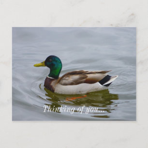 Carte Postale Swim Mallard Swim