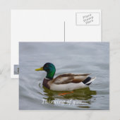 Carte Postale Swim Mallard Swim (Devant / Derrière)