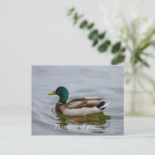 Carte Postale Swim Mallard Swim (Debout devant)