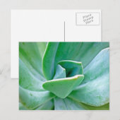 Carte Postale Swirl Succulent (Devant / Derrière)