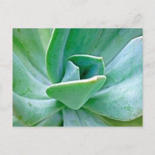 Carte Postale Swirl Succulent