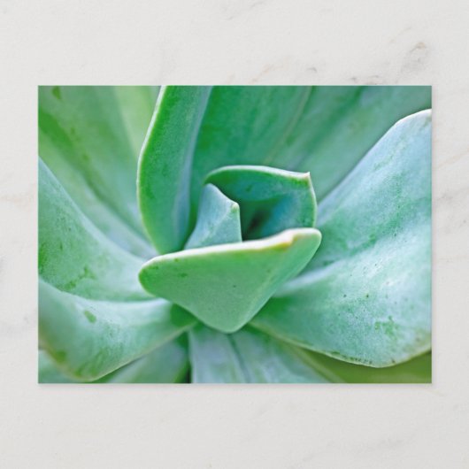 Carte Postale Swirl Succulent (Devant)