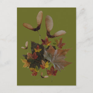 Carte Postale Sycamore Maple Feuilles Collage do-it-yourself car