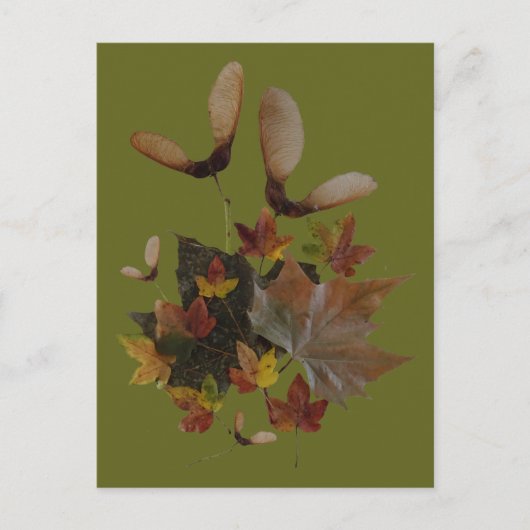 Carte Postale Sycamore Maple Feuilles Collage do-it-yourself car (Devant)