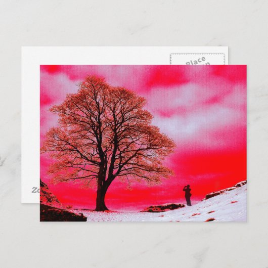 Carte postale Sycamore Tree (Devant / Derrière)