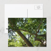 Carte Postale Sycamore Tree Nature verte (Devant / Derrière)